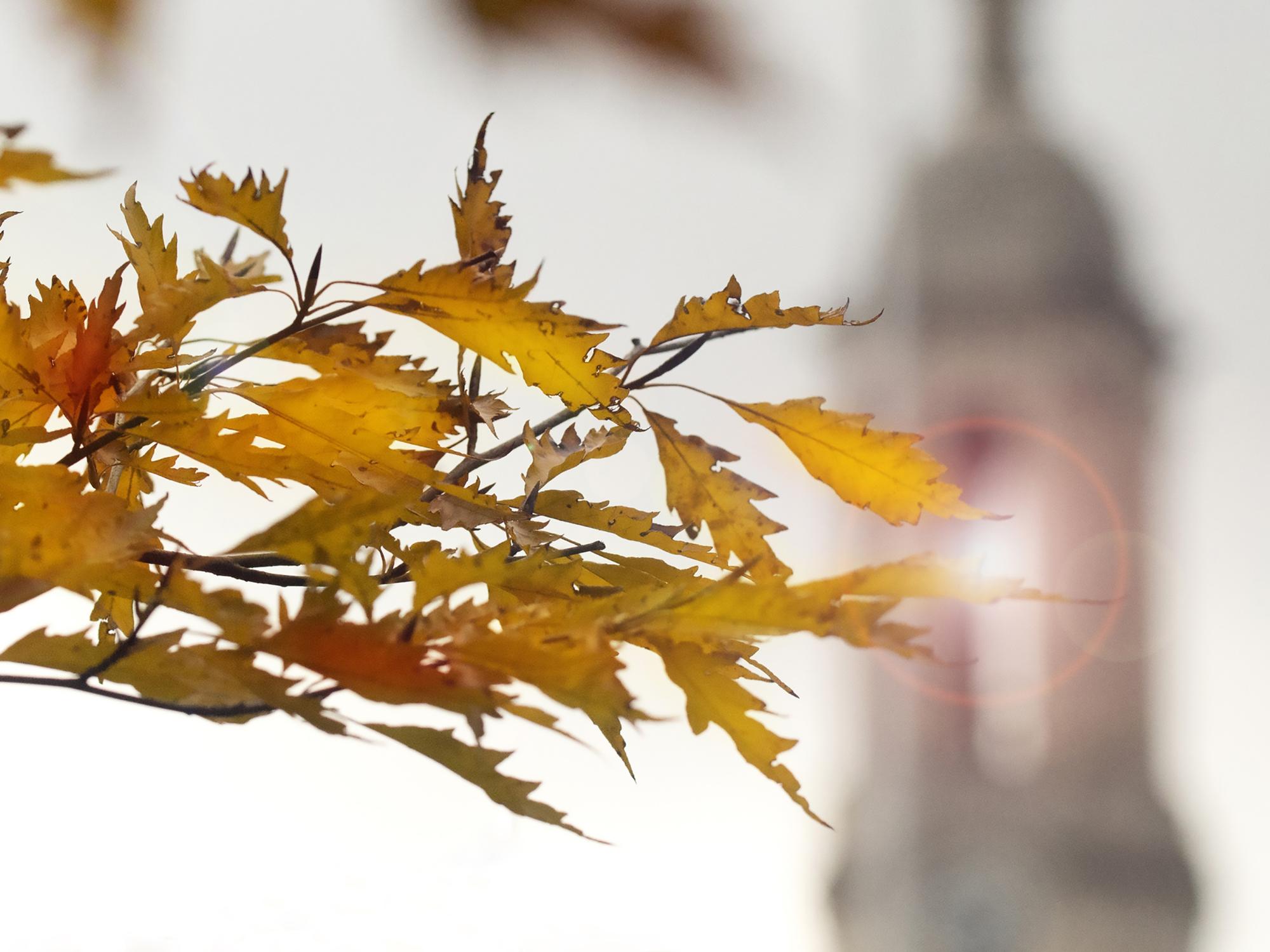 Autumn leaves in front of Old Main