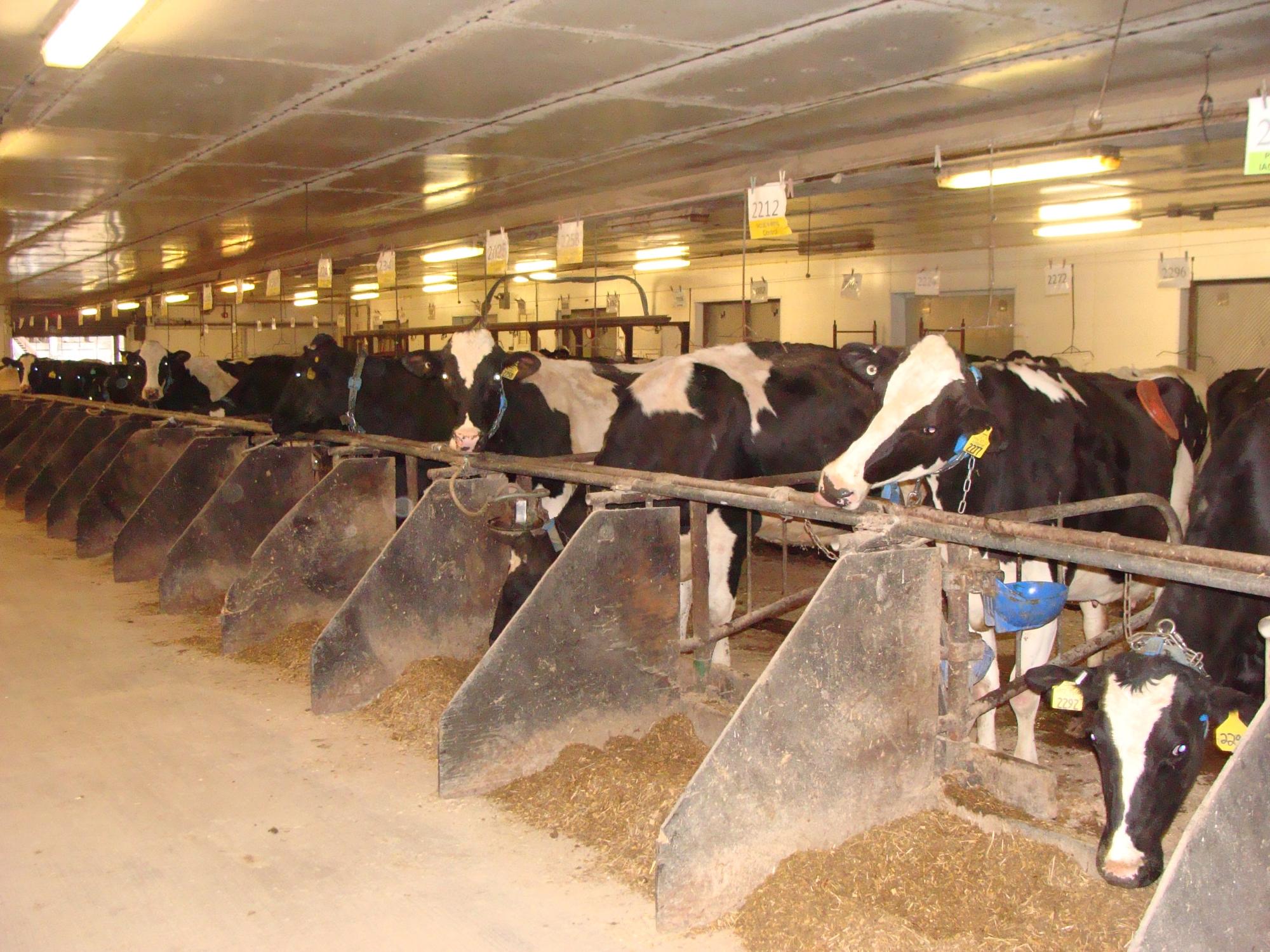belching cows
