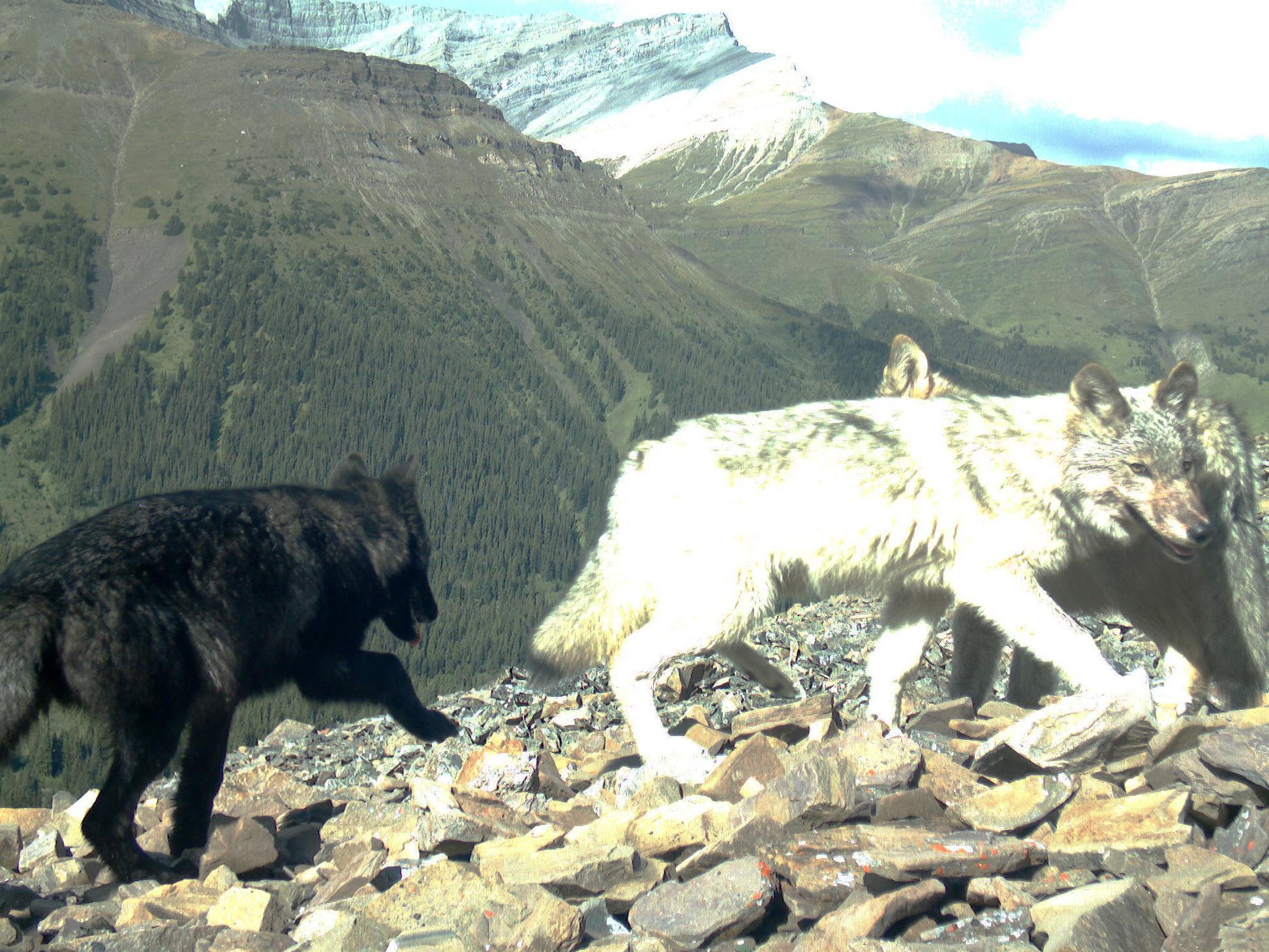 timber wolves in Canadian Rockies