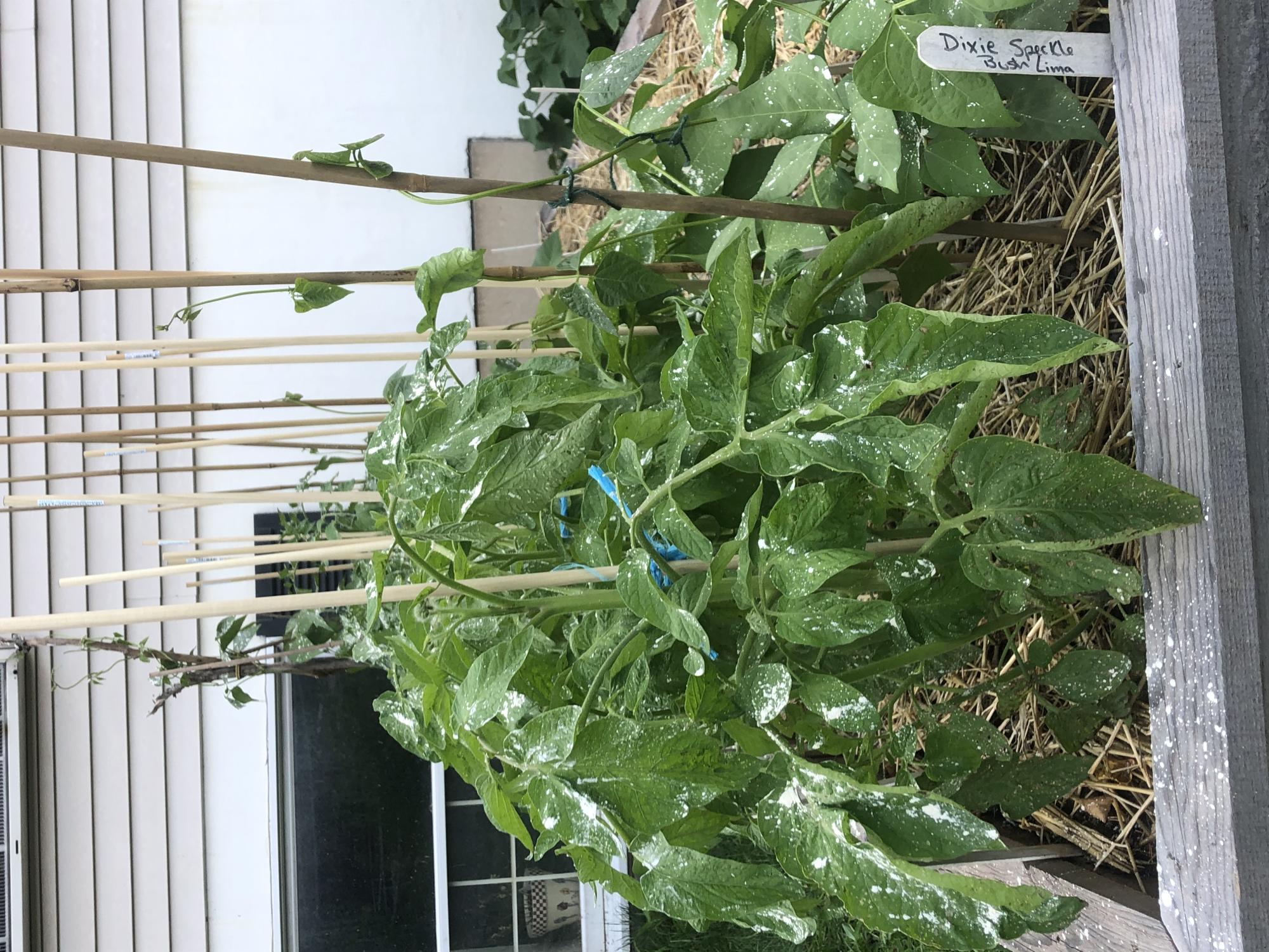 Wayne County plants