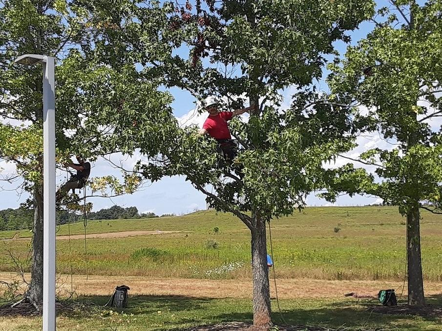 Tree management at Flight 93 Memorial