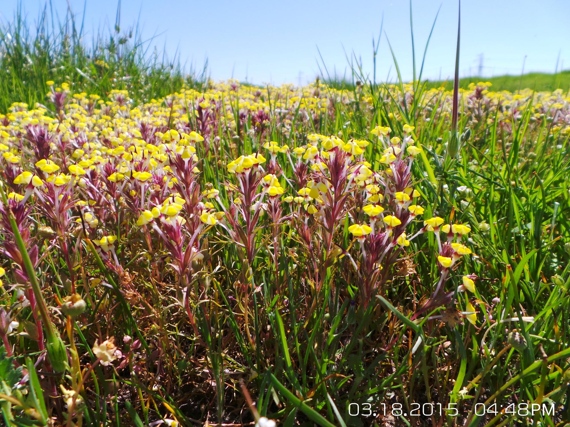 Triphysaria eriantha