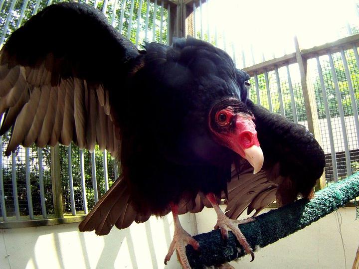 The Turkey Vulture perches in his enclosure with his wings spread