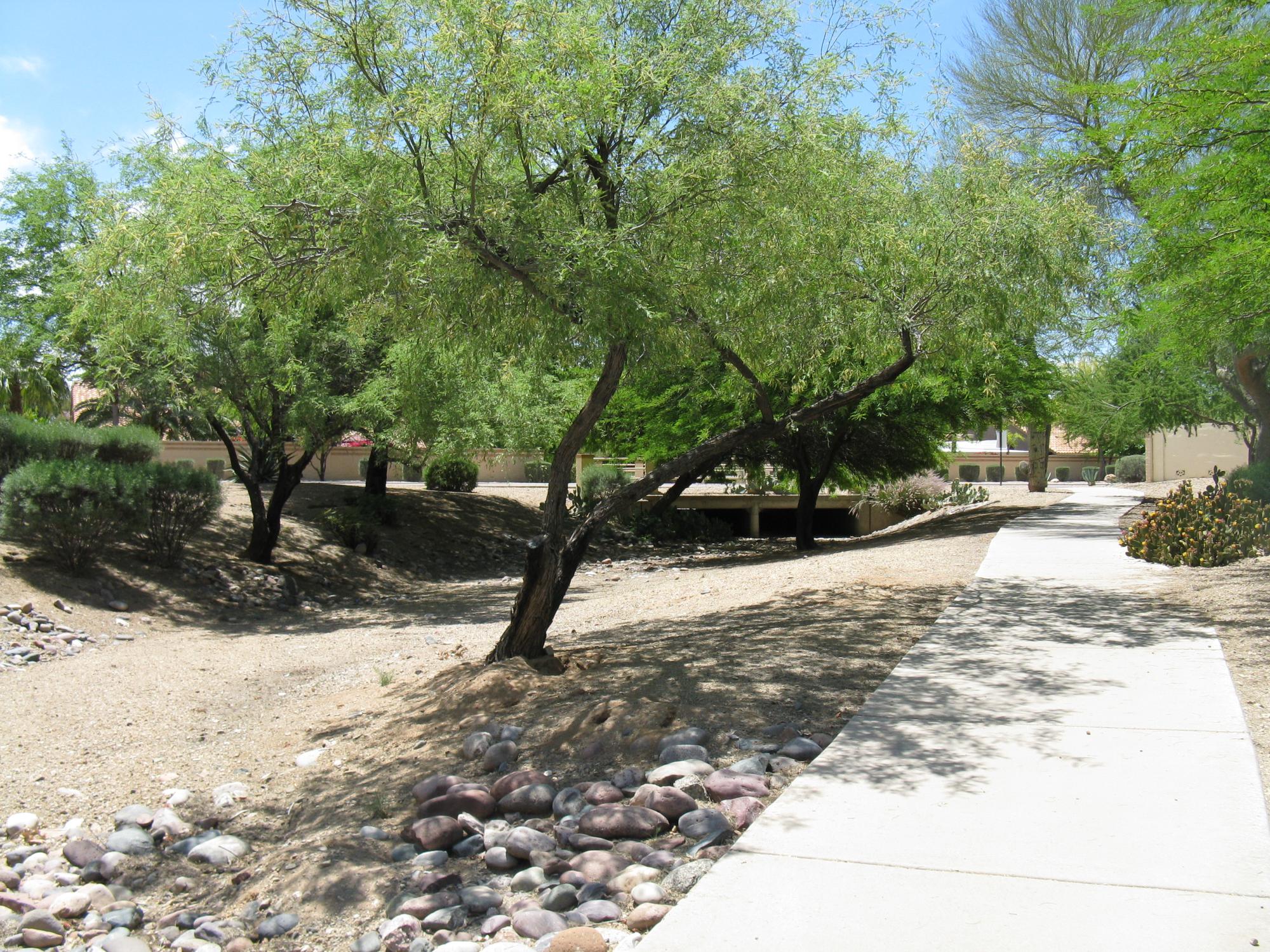 tree by channel