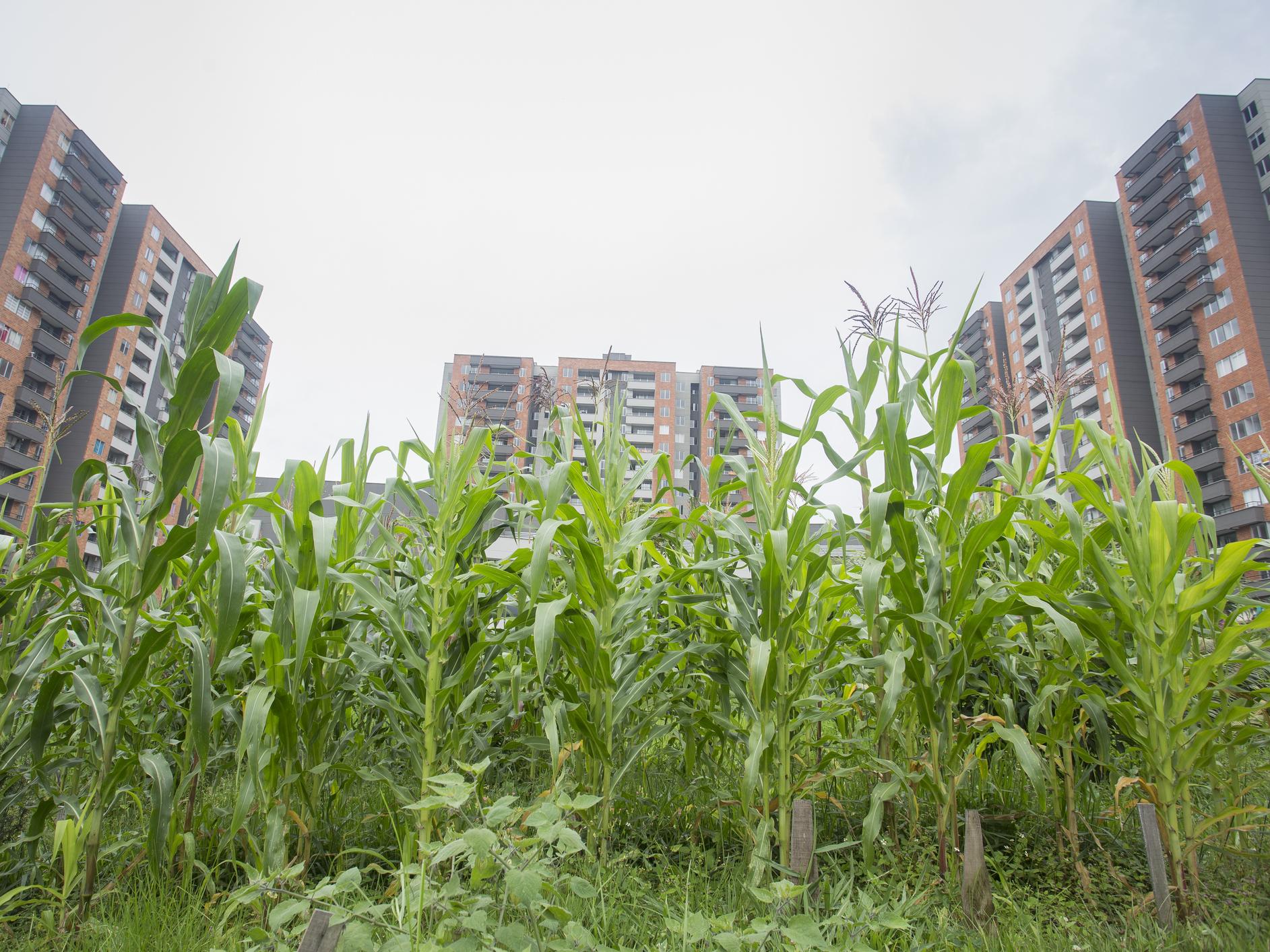 urban agriculture