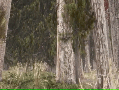 Visualizing Forest Futures explores and interact with the a forest under different climate scenarios, explore the impacts of climate change on different tree species and retrieve information from the 3D tree database.
