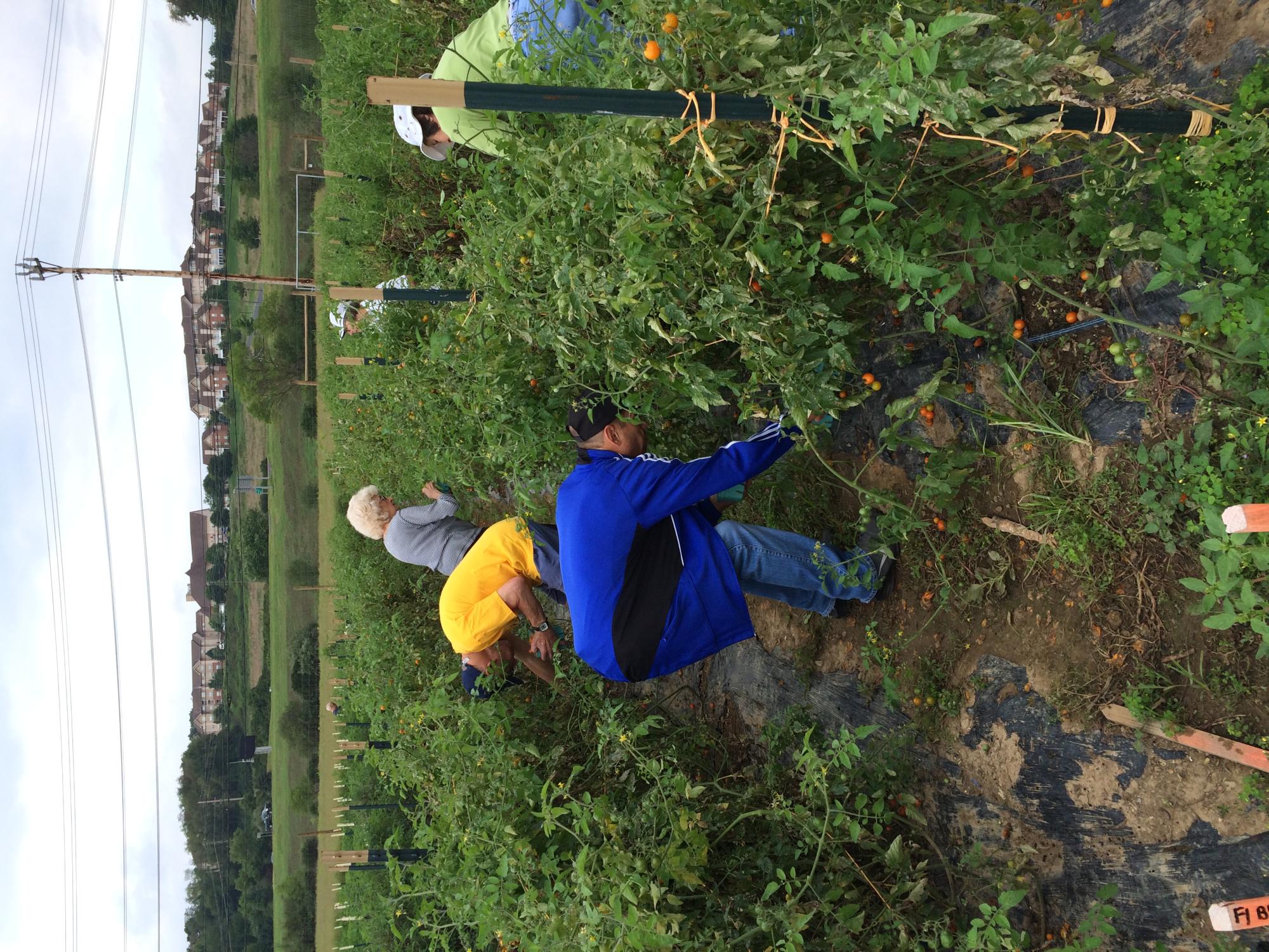 Volunteers from the Village at Penn State at the Dr. Keiko Miwa Ross Student Farm, with the Village itself visible in the distance.