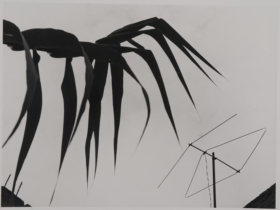 Manuel Álvarez Bravo, Carrizo y tele (Reed and Television), c. 1976