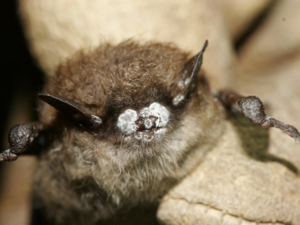 Bat with White-Nose Syndrome