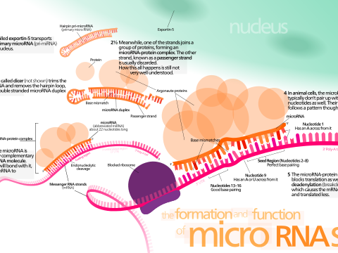 microRNA infographic