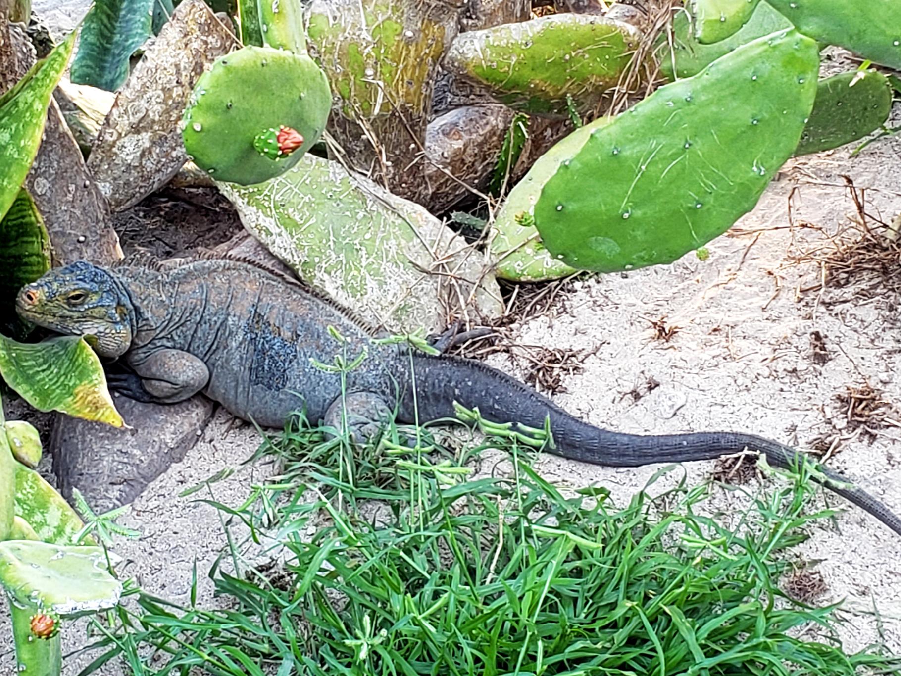 Wildlife of the Bahamas
