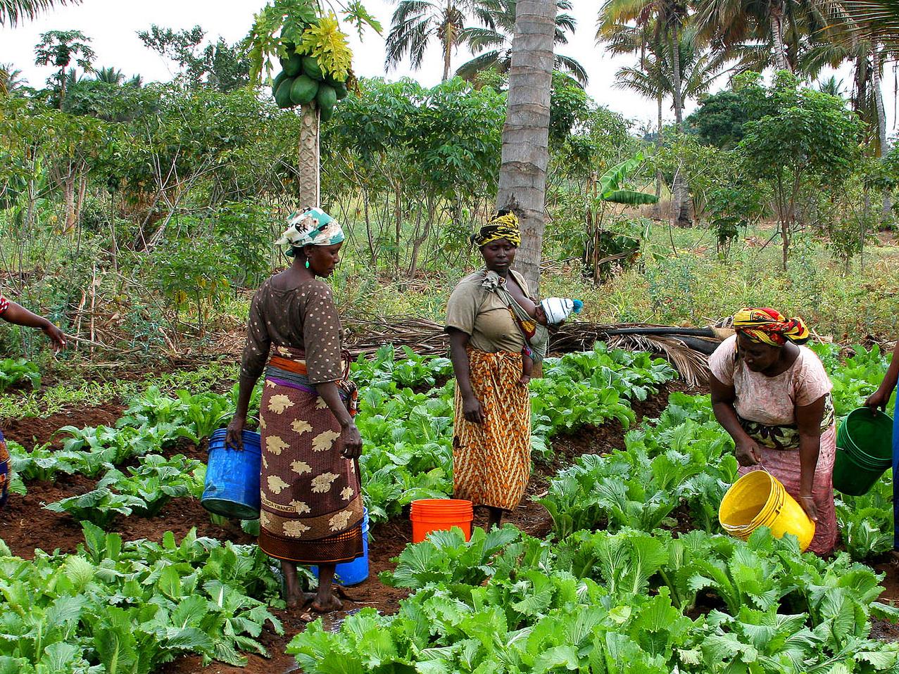 Women farmers in Tanzania