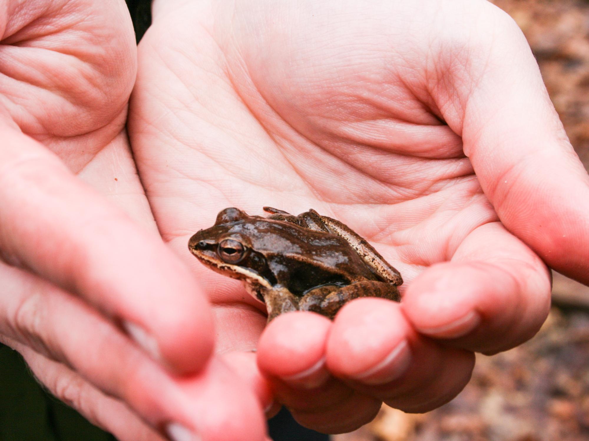 wood frog
