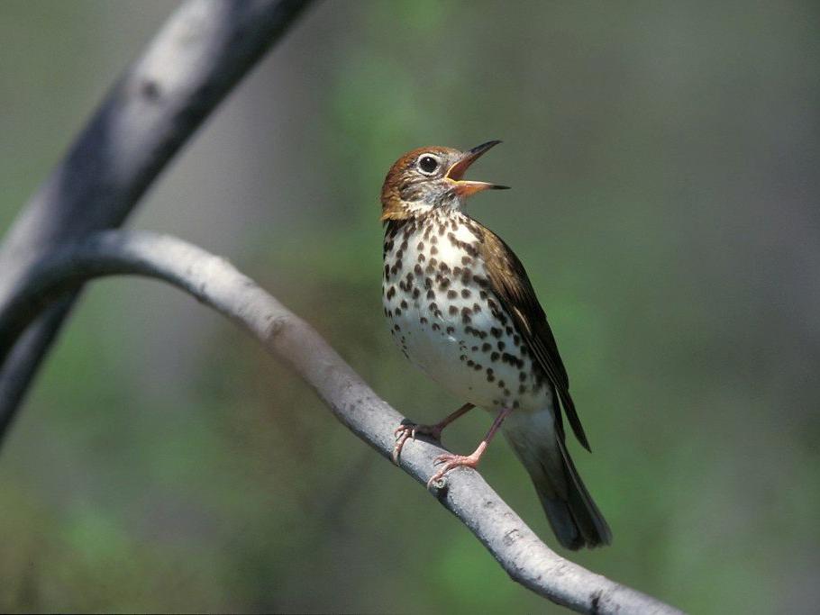 Wood thrush songbird