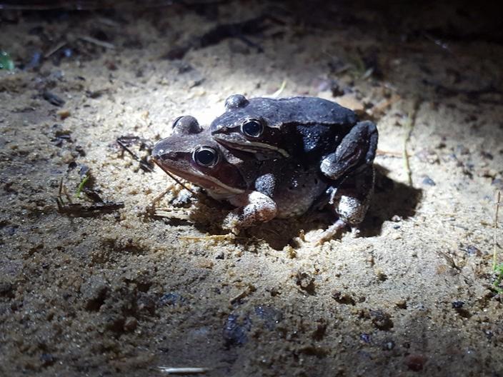 Wood frogs breeding