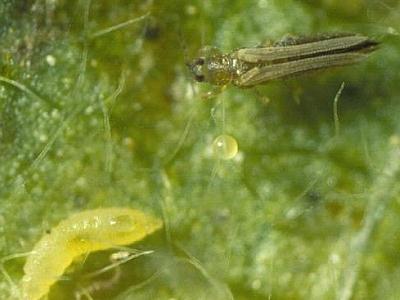 Western flower thrips