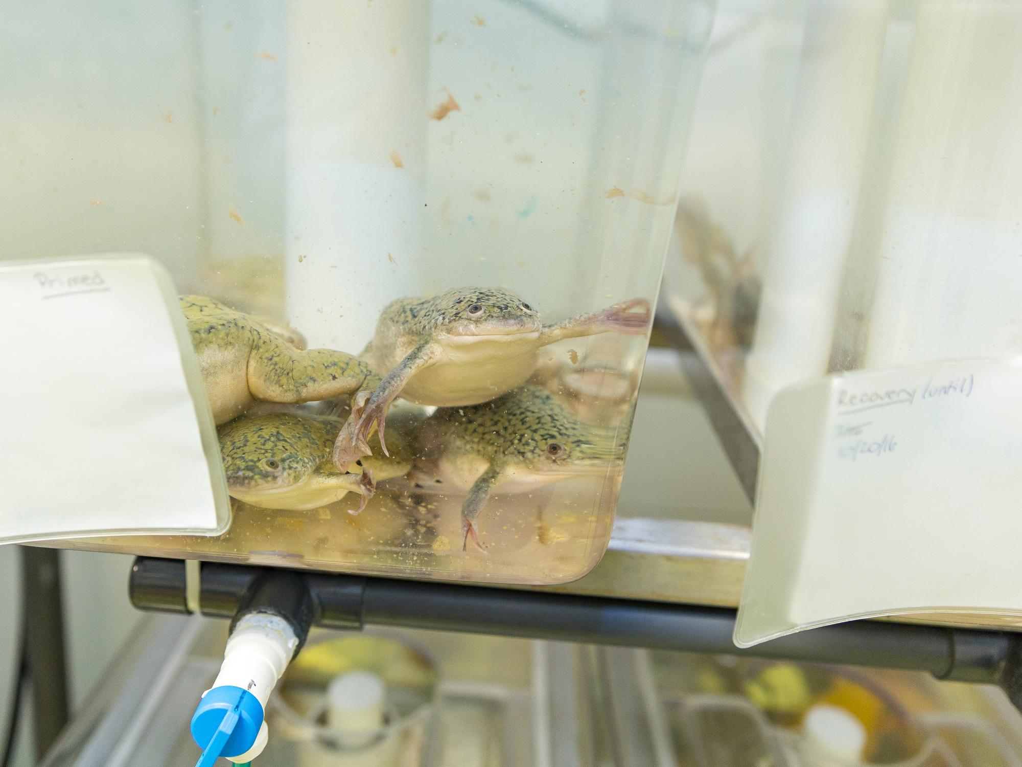 African Clawed Frog