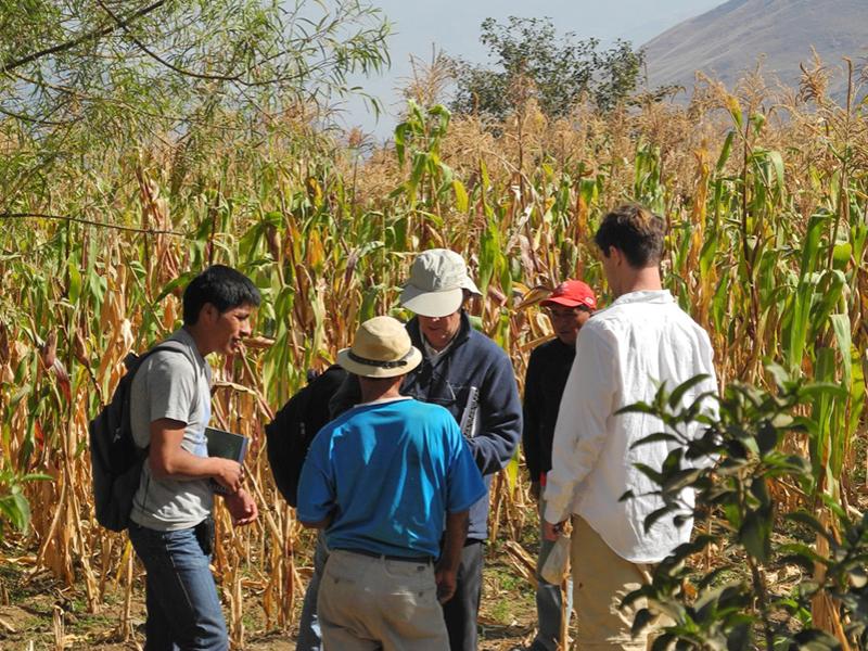 Karl Zimmerer samples agrobiodiversity in a field of Andean maize in the Andes of Central Peru with students from the University of Huánuco and Penn State in July 2016. 