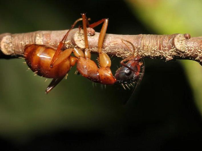zombie ant biting