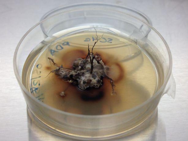 Zombie ant in dish