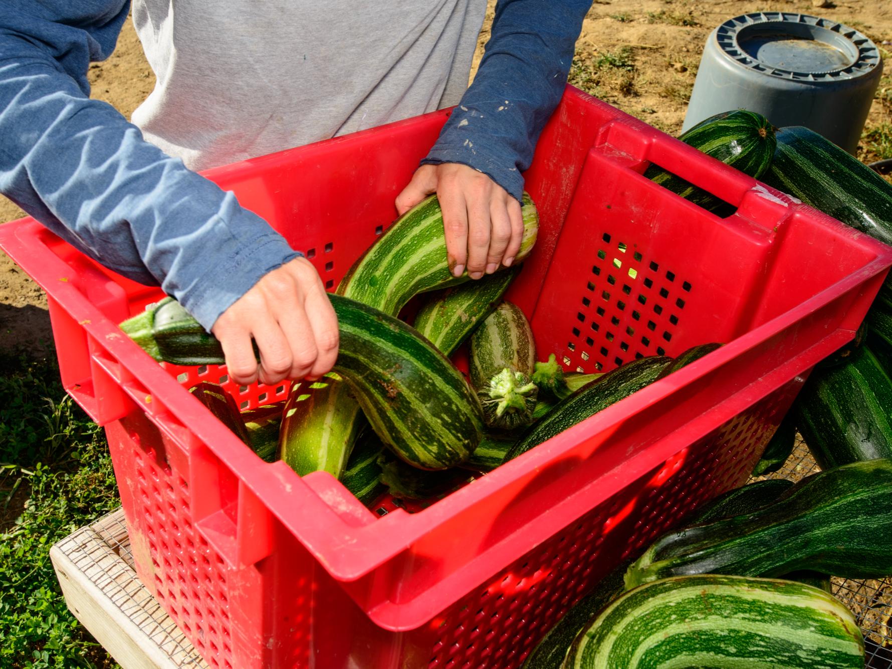 College of Ag Sciences to receive $500,000 in USDA specialty crop funds