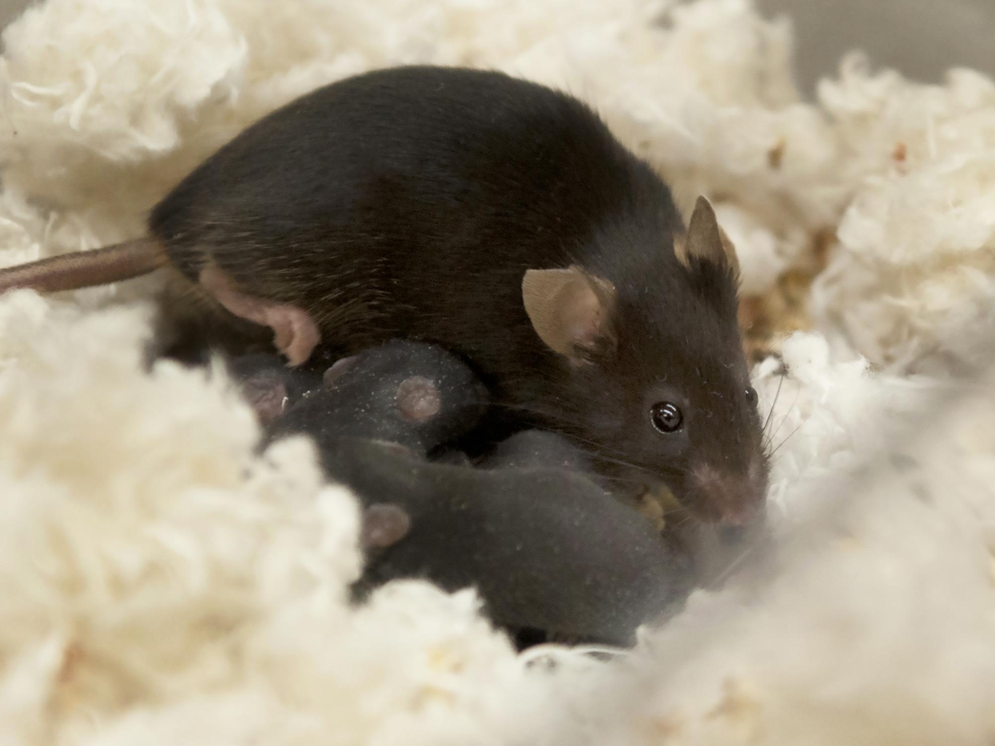 Kelleher-Mouse Zinc study-1002