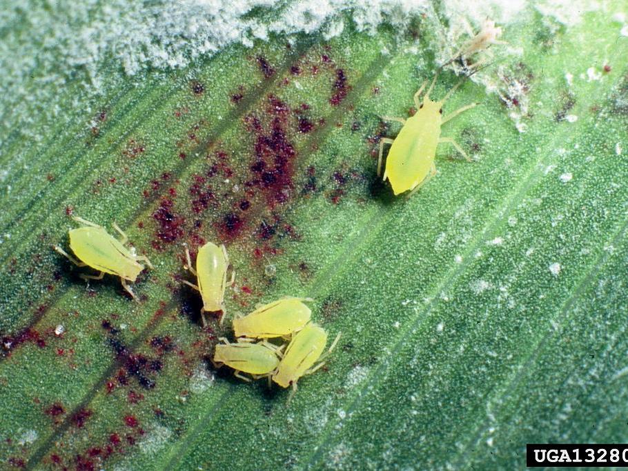 close-up aphids on sorghum