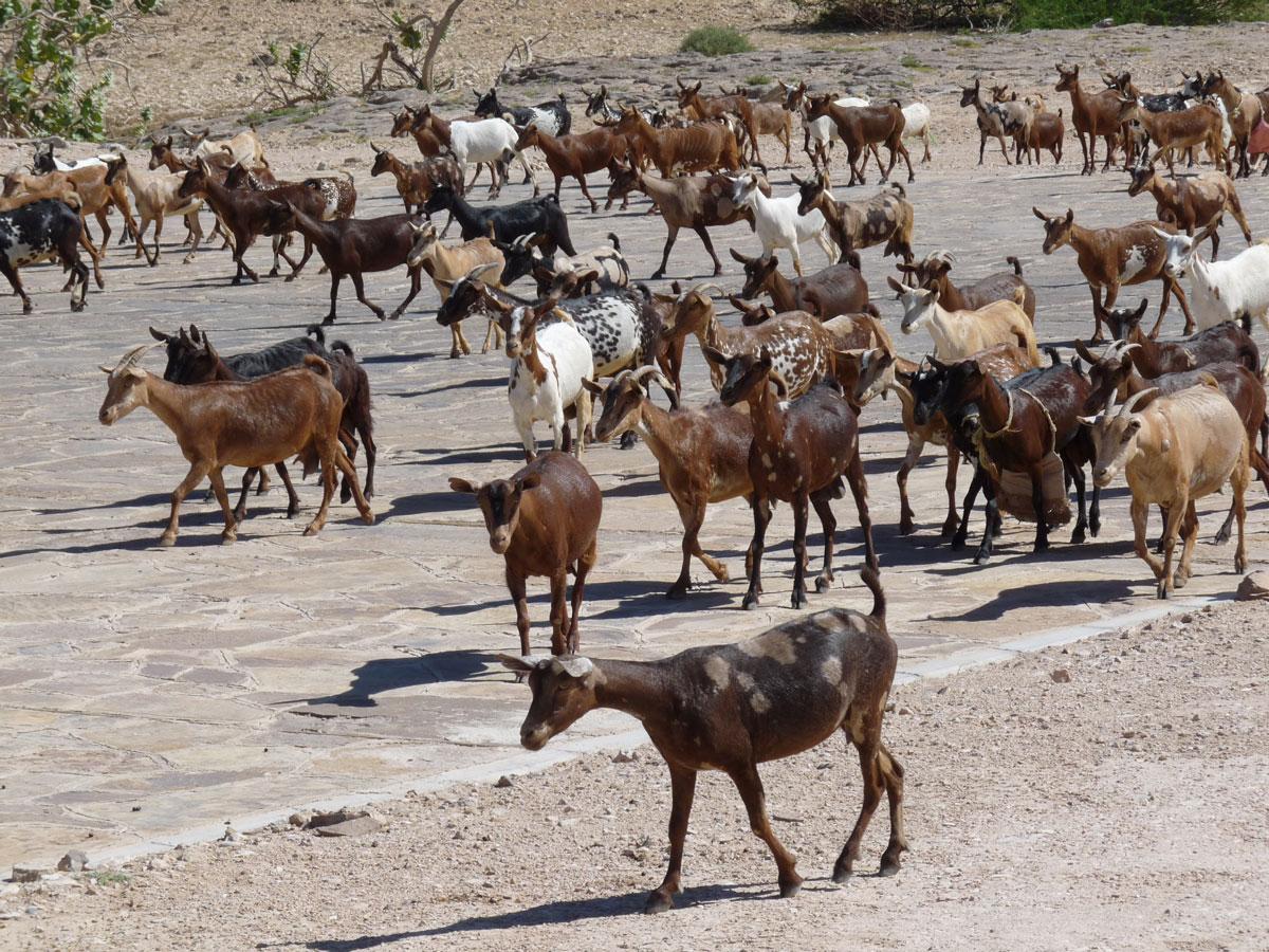 many goats