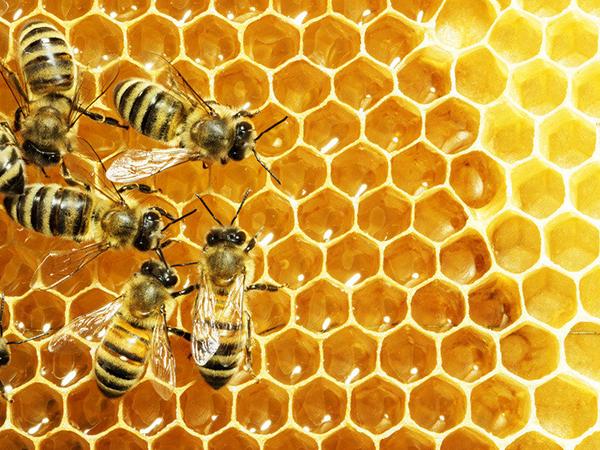 bee colony