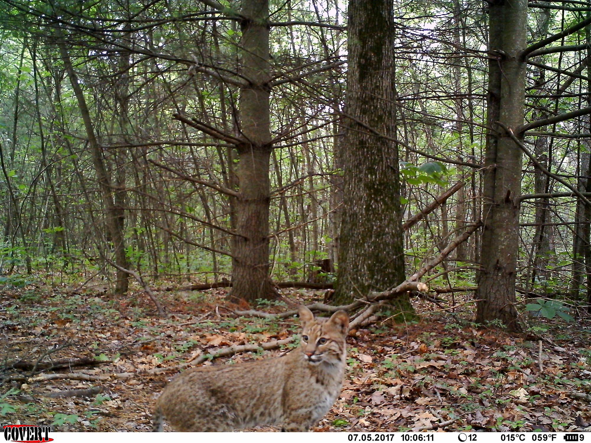 looking at trail cam