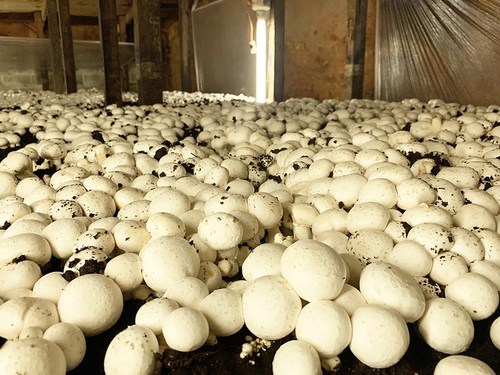 mushroom growing room