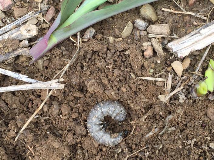 caterpillar creature