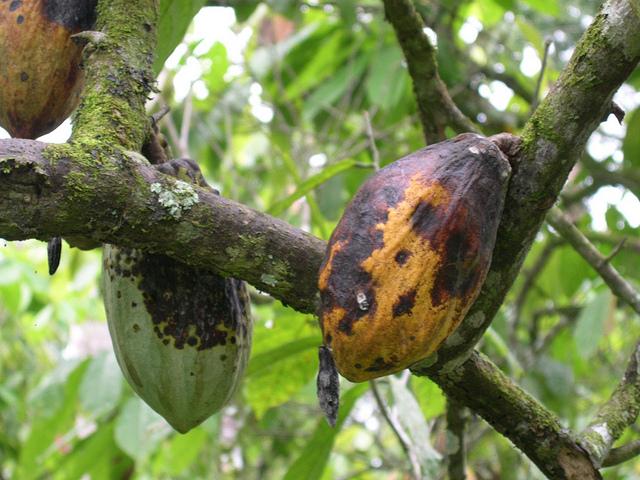 cacao trees