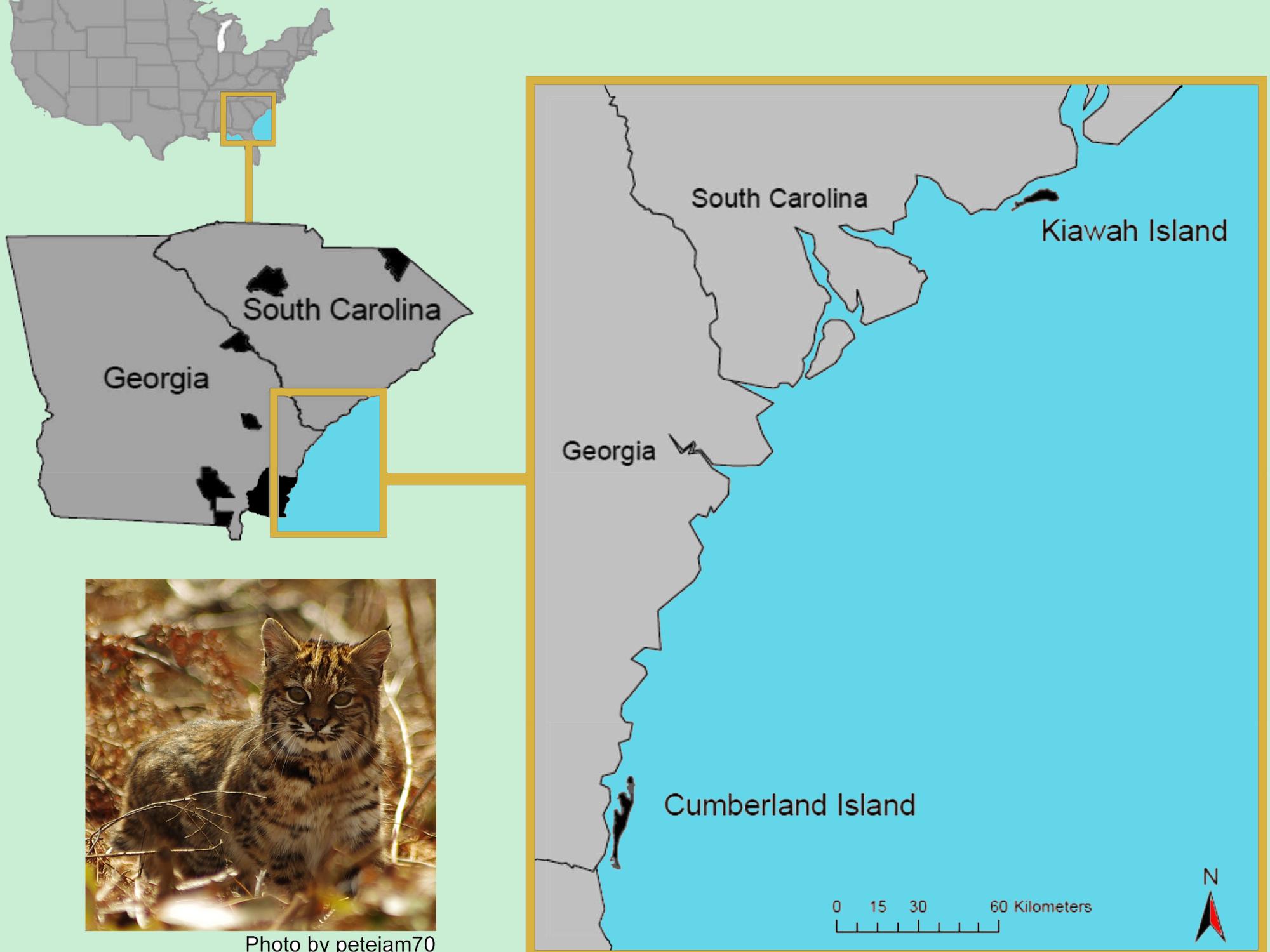 bobcat research islands