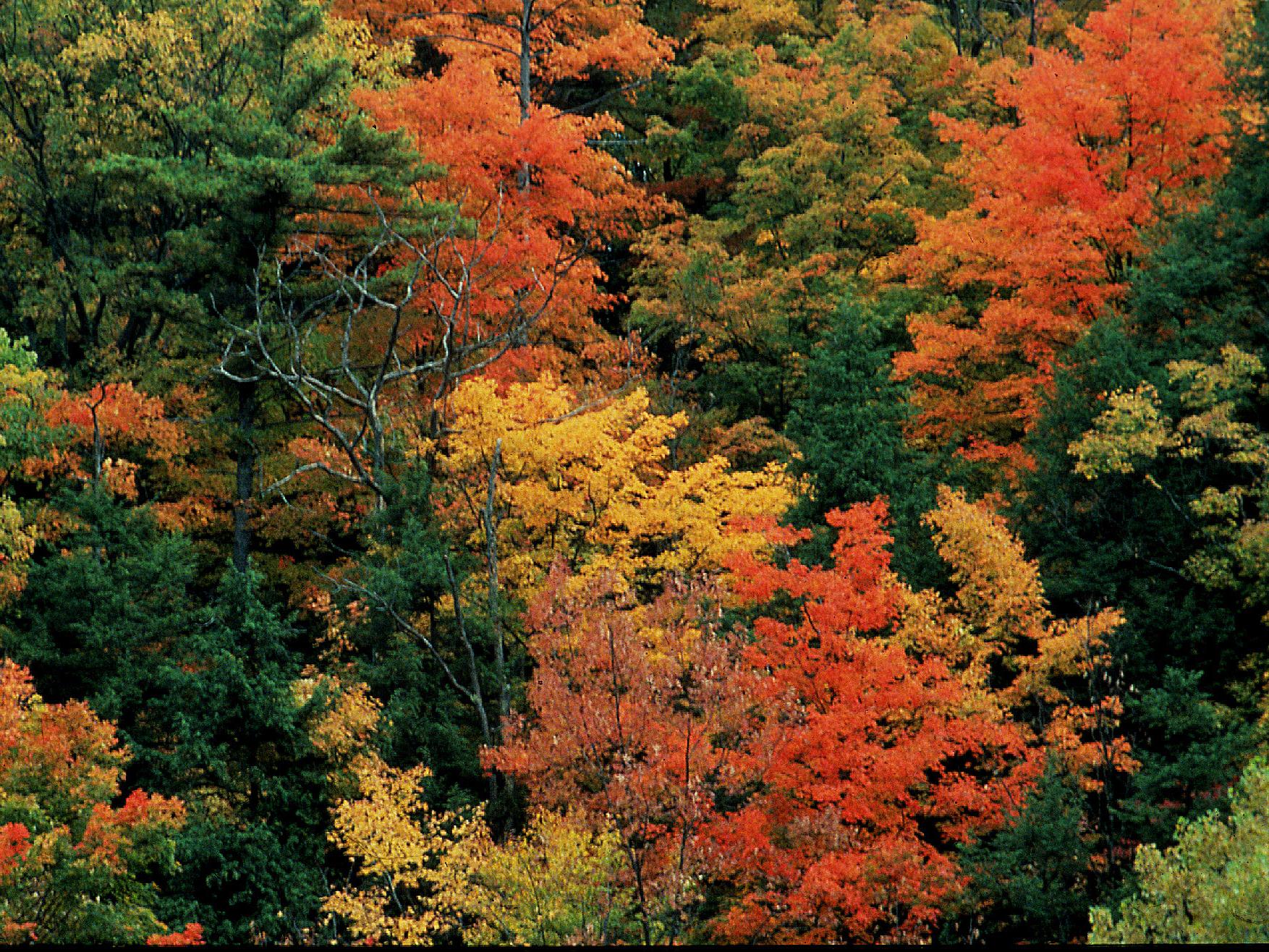bright trees