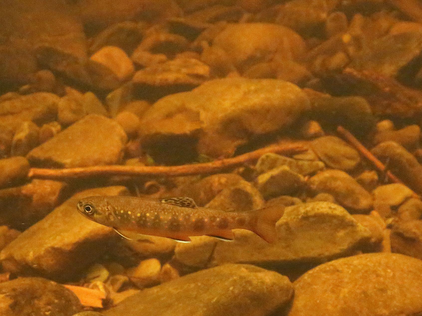 brook trout underwater