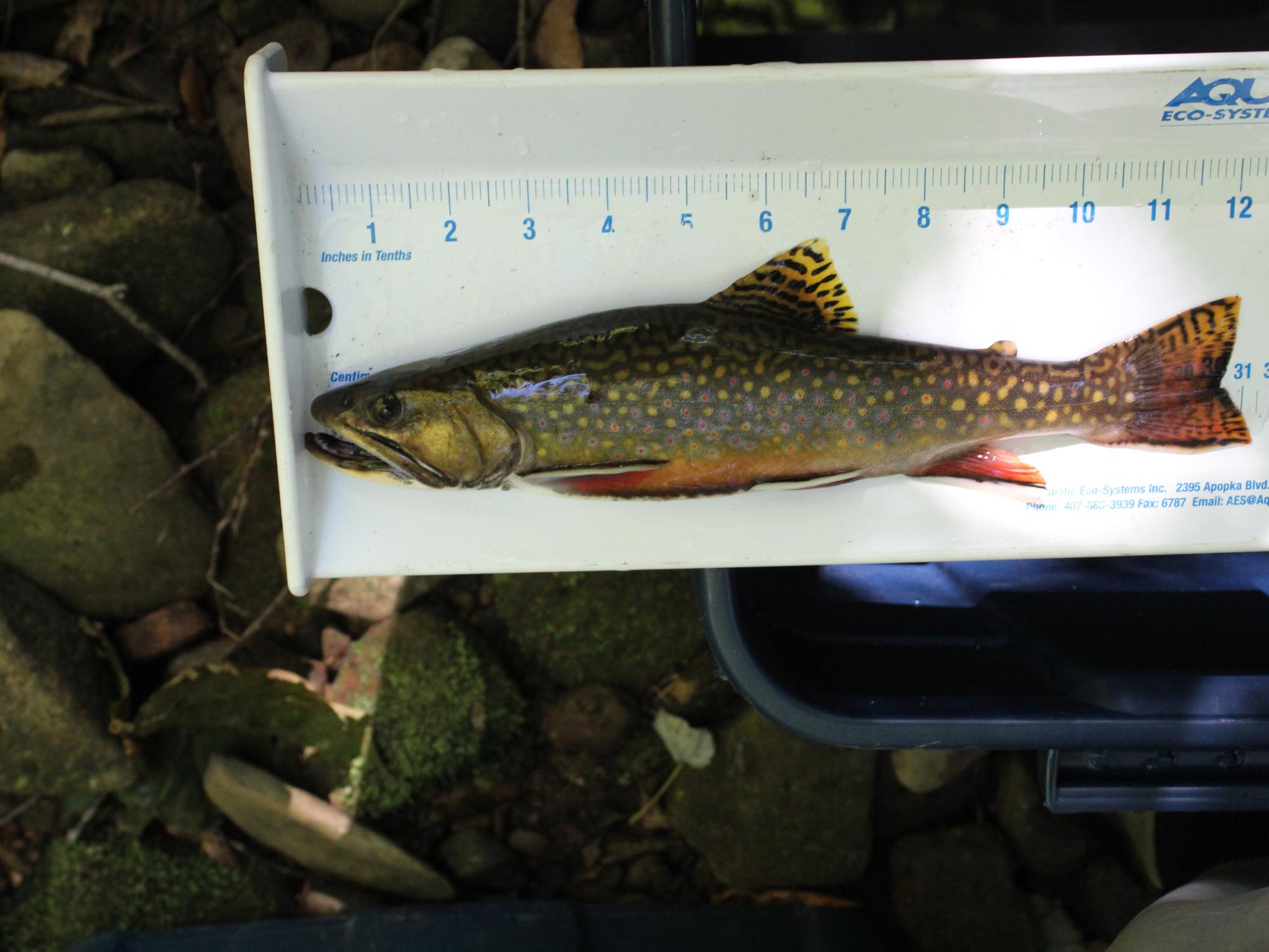 eastern brook trout