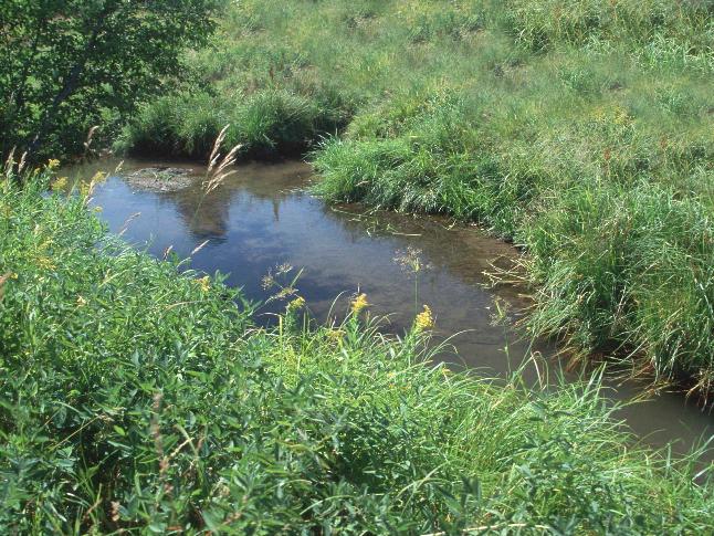 grass strip, streamside