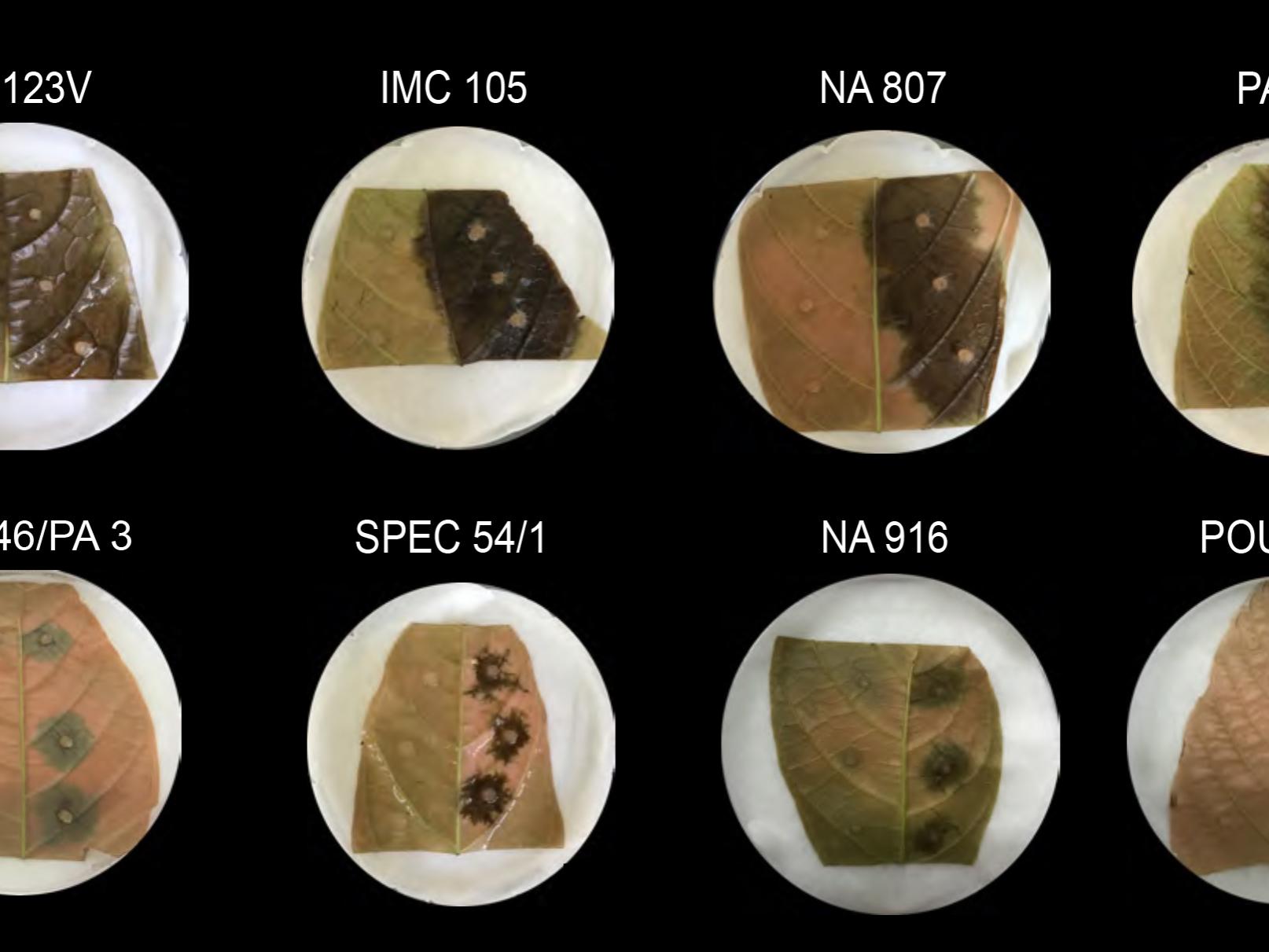 innoculated leaves