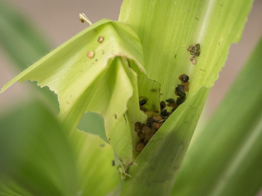 caterpillar frass in corn whorl