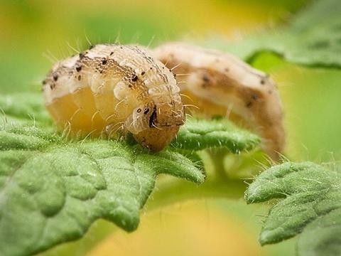 tomato fruitworm