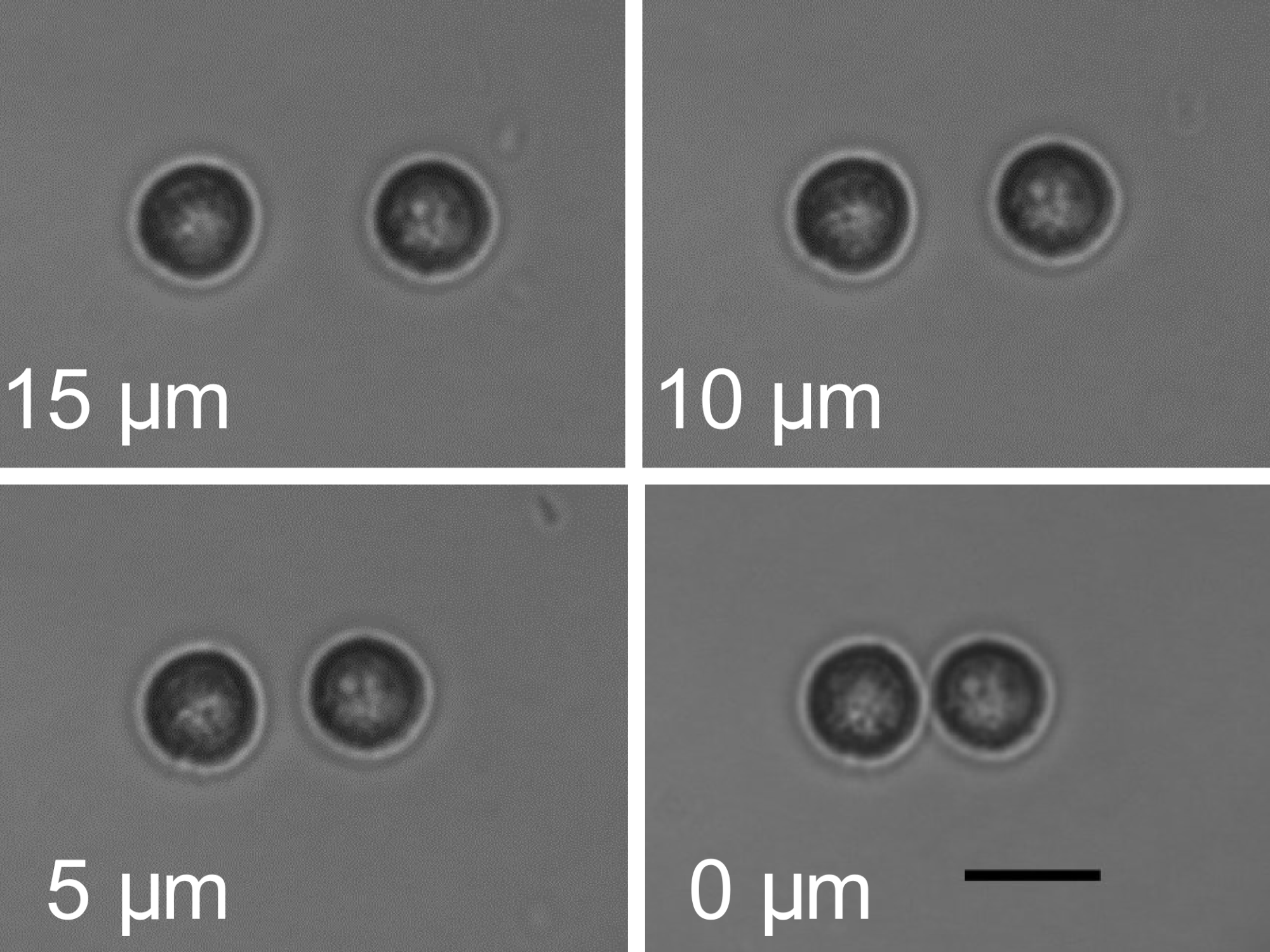 micrographs of cell distance
