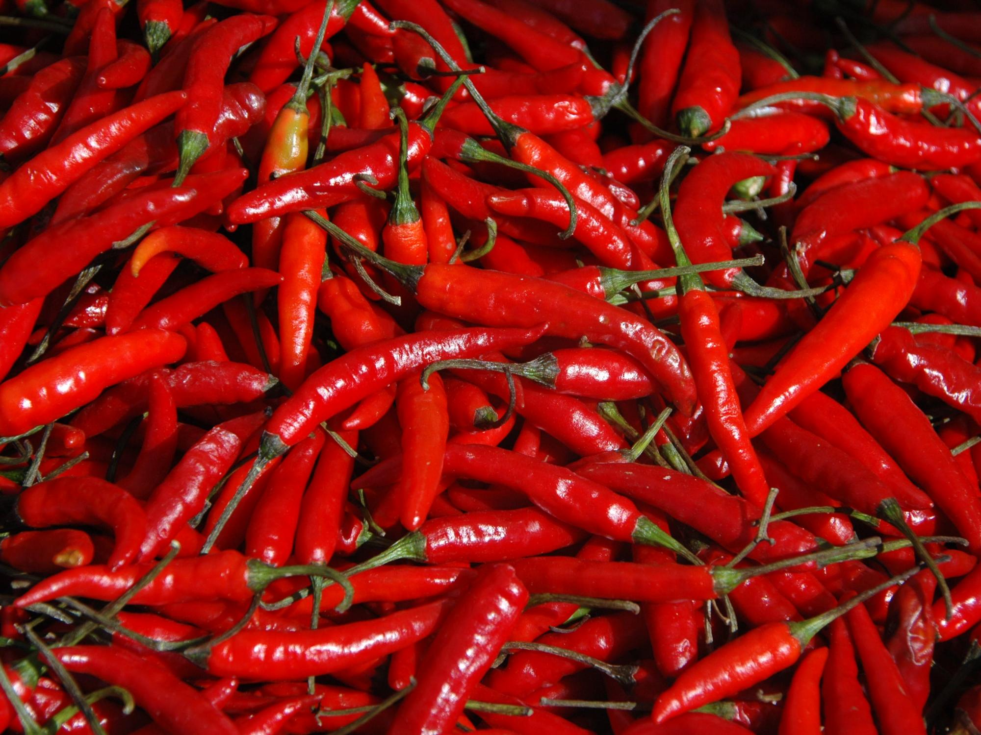 capsicum