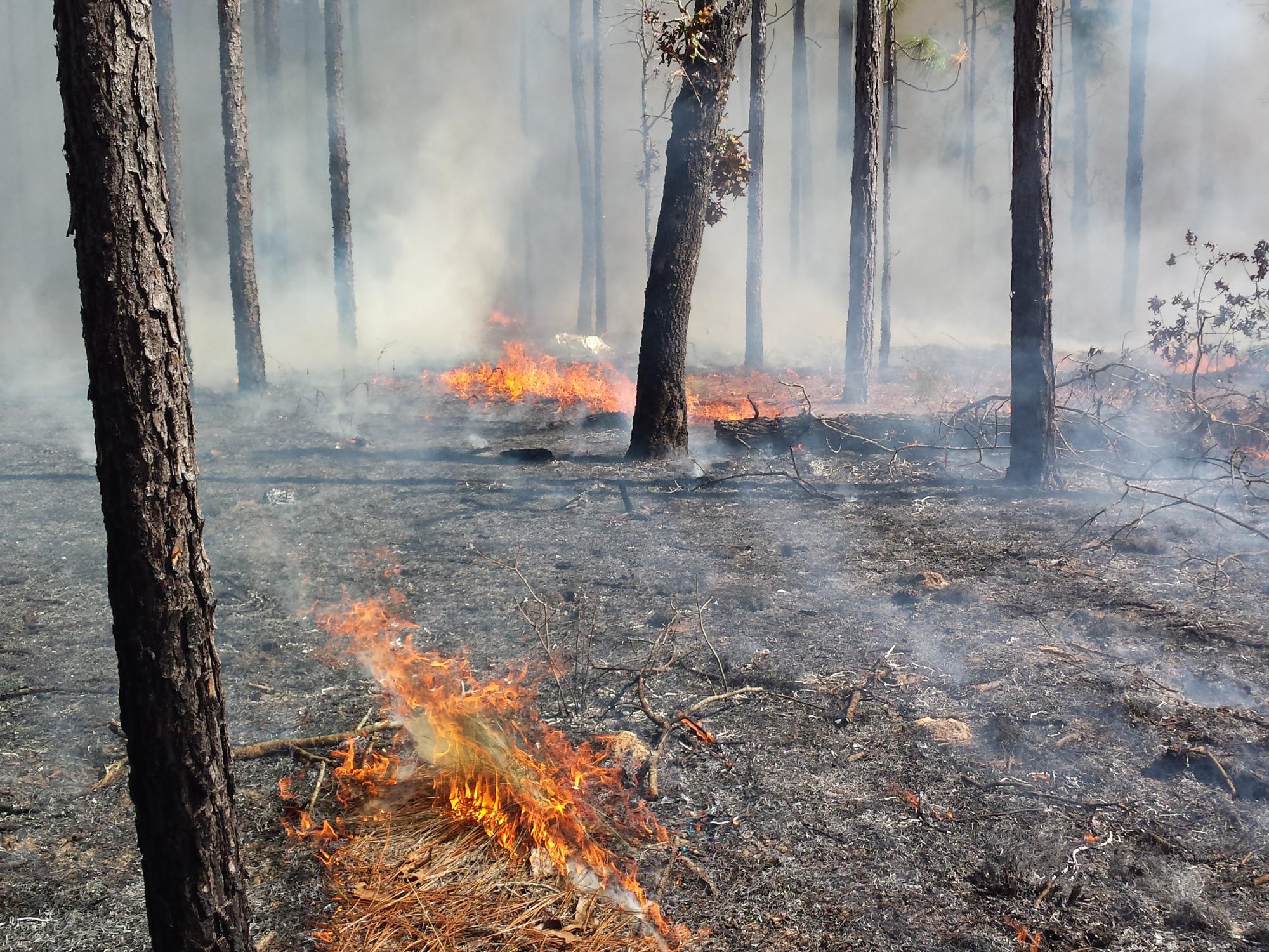 duff burning, pine forest