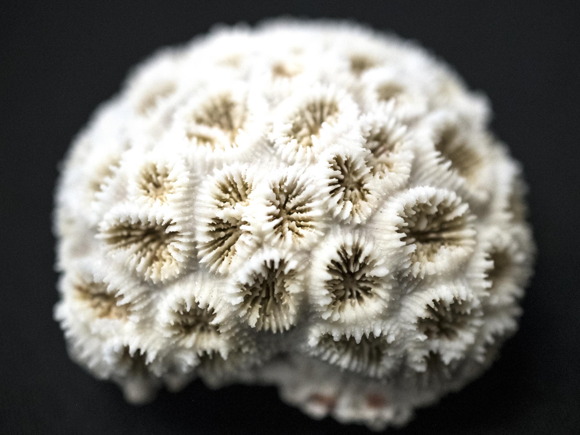 coral