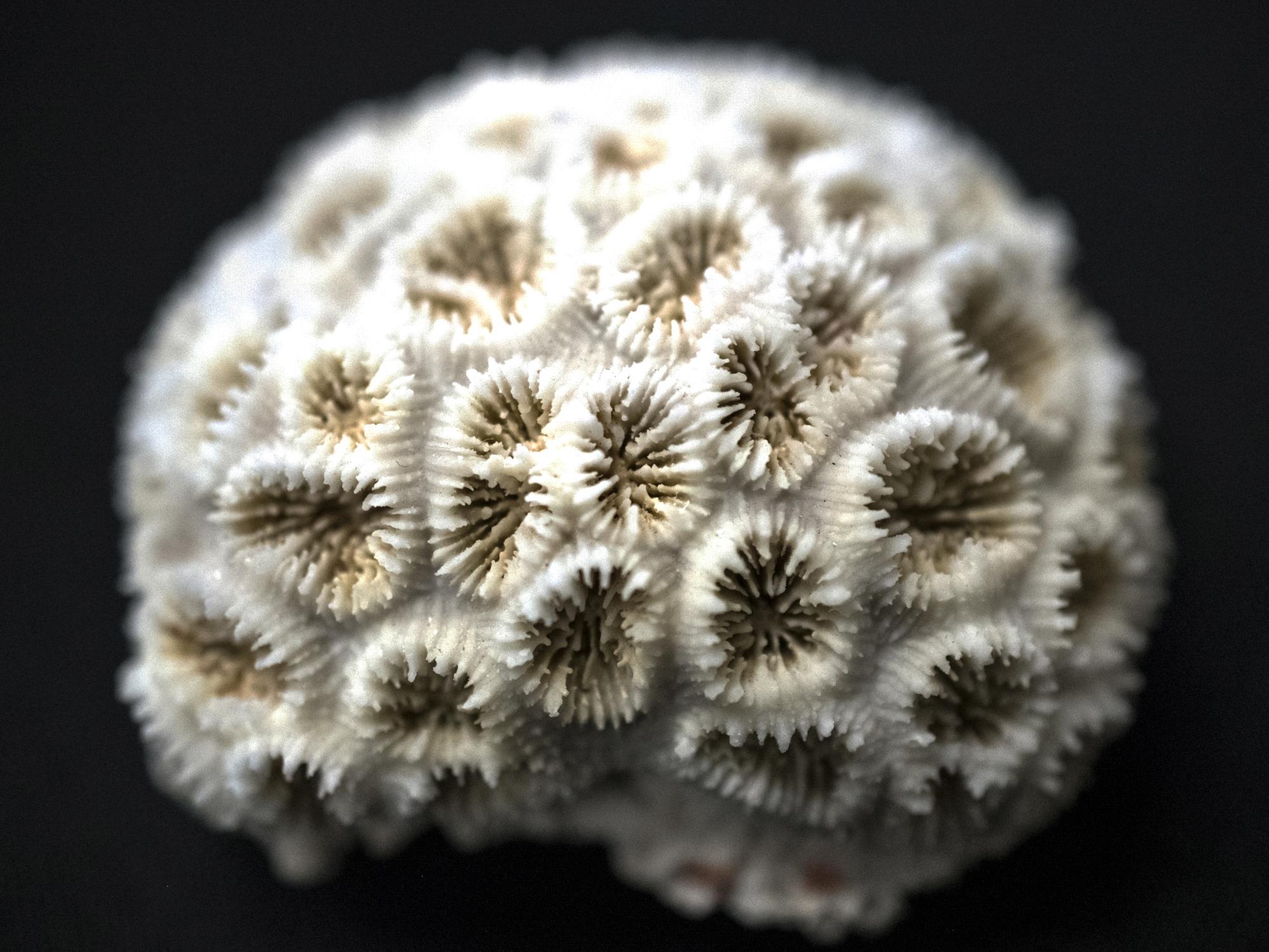 coral