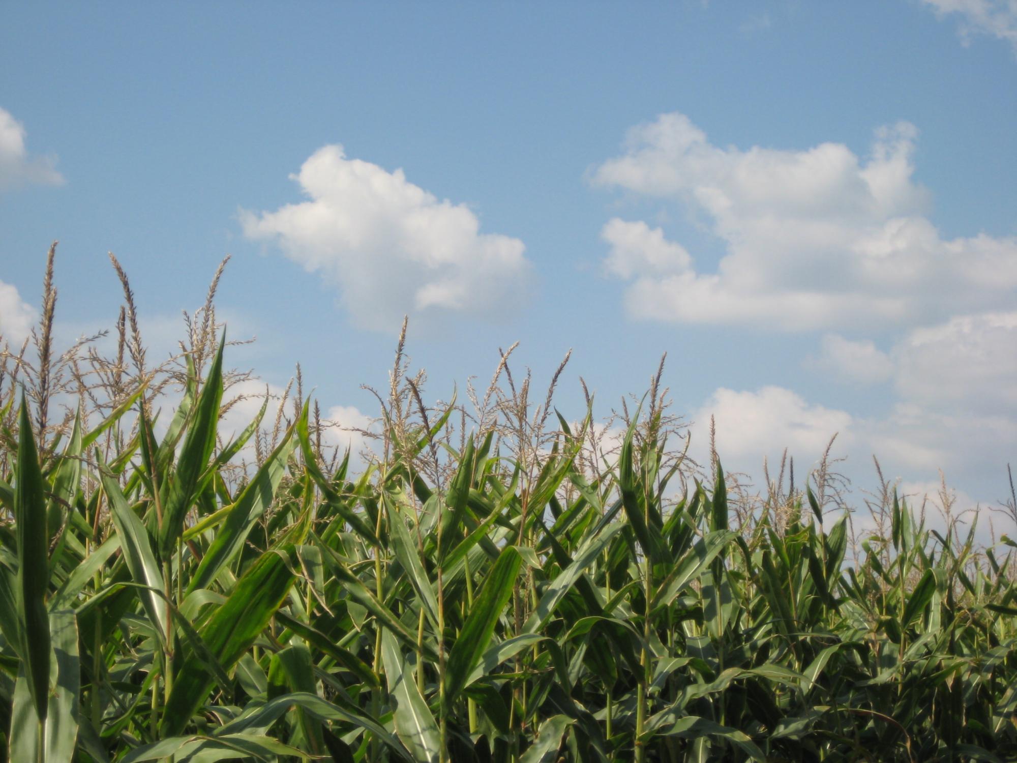 crop and clouds