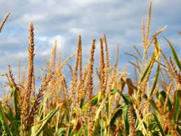 Precision Agriculture