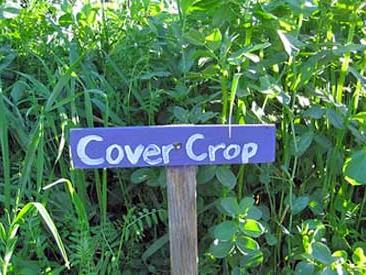 cover crop feld with sign