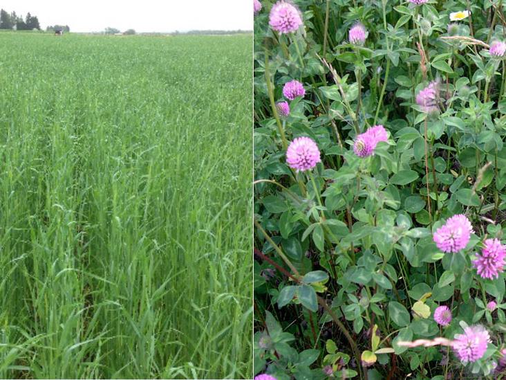 rye and red clover